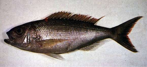 Image of Golden eye jobfish