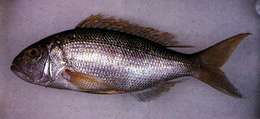 Image of Goldbanded jobfish