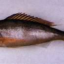 Image of Jonfish