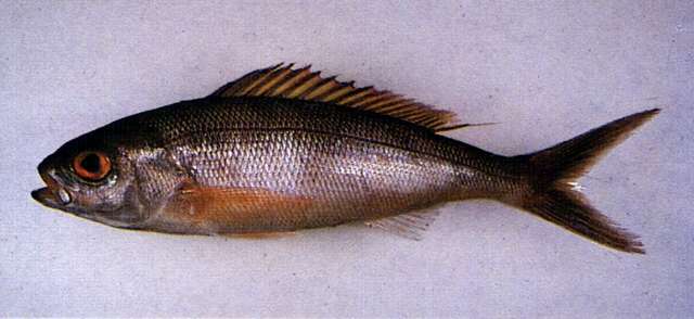 Image of Jonfish