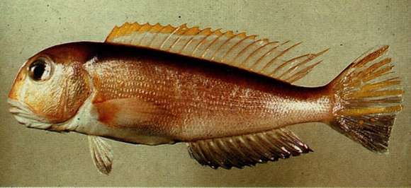 Image of Tilefish