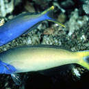 Image of Bluehead tilefish