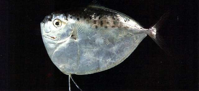 Image of moonfishes