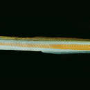 Image of Curious wormfish