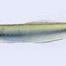 Image of Striped Dartfish