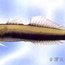 Image of Beautiful hover goby