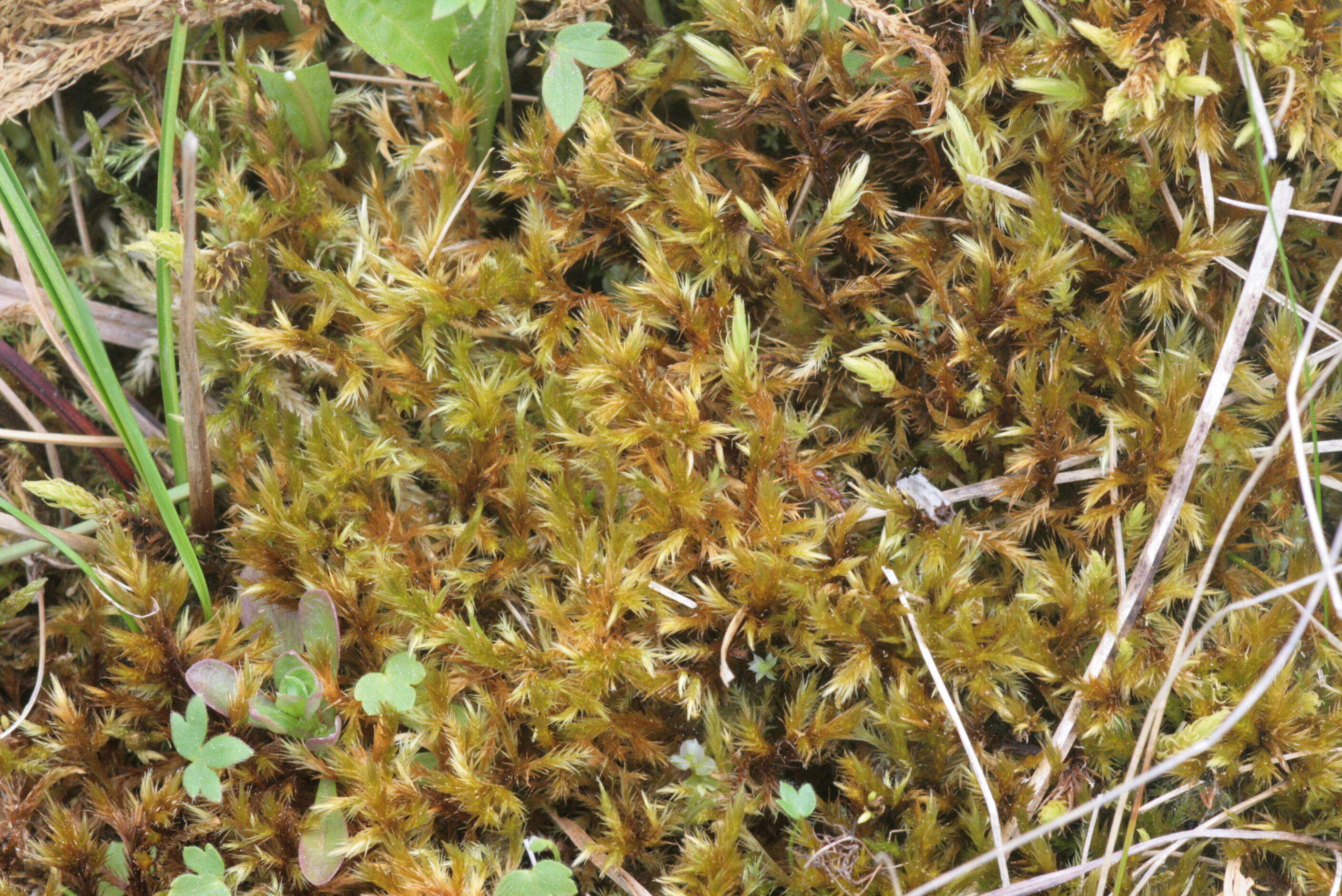 Image of tomentypnum moss