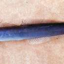 Image of Blacktail goby