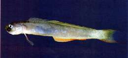 Image of Blue gudgeon