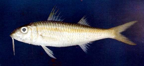 Image of Mulloidichthys