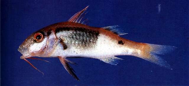 鬚海緋鯉的圖片