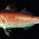 Image of Rosy goatfish