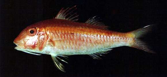 Image of Rosy goatfish