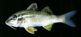 Image of Cardinal goatfish