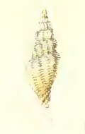 Image of Vexillum lucidum (Reeve 1845)