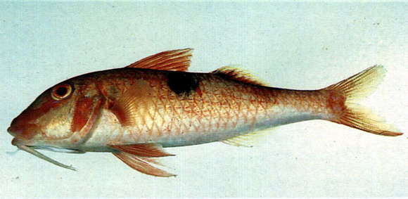 Image of Sidespot goatfish