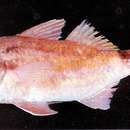Image of Blackspot goatfish