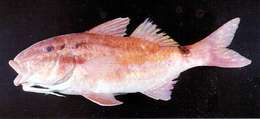 Image of Blackspot goatfish