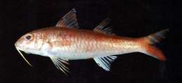 Image of Bar-tailed goatfish