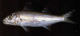 Image of Four-stripe goatfish