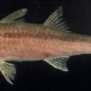 Image of Brownband goatfish