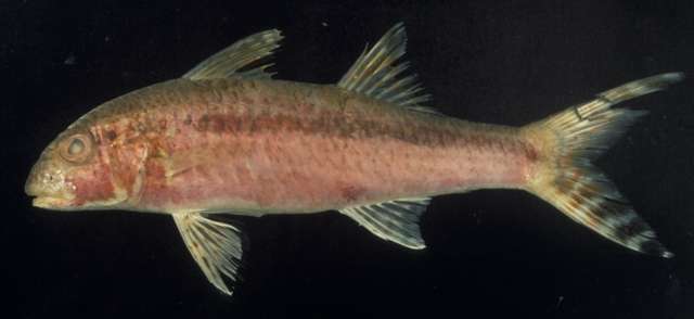 Image of Brownband goatfish