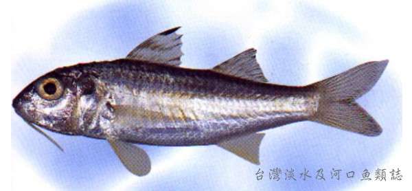 Image of Beach goatfish