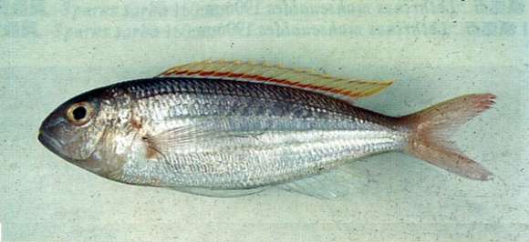 Image of Dawn threadfin bream