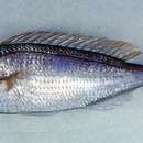 Image of Fork-tailed threadfin bream