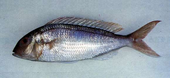 Image of Fork-tailed threadfin bream