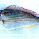 Image of Japanese threadfin-bream