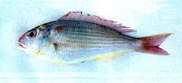 Image of Japanese threadfin-bream