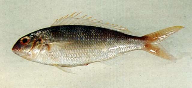 Image of Notched butterfly bream