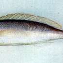 Image of Slender threadfin bream