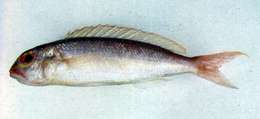 Image of Slender threadfin bream