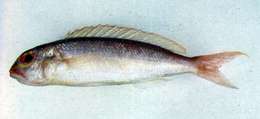 Слика од Nemipterus zysron (Bleeker 1856)