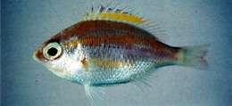 Image of Monocle bream