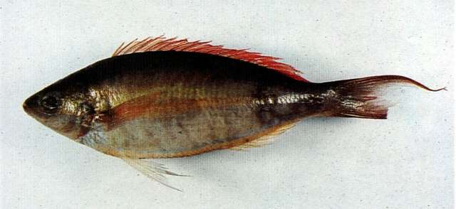Image of Pentapodus