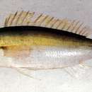 Image of Big-eyed whiptail