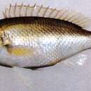 Image of Pale monocle bream