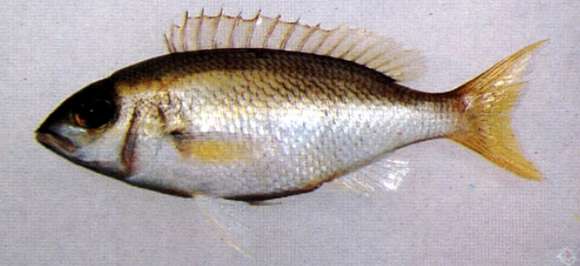 Image of Pale monocle bream
