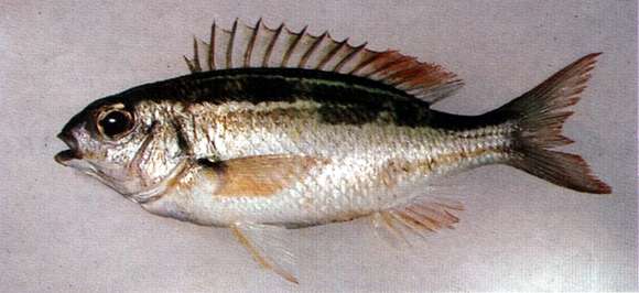 Image of Black-and-white monocle bream