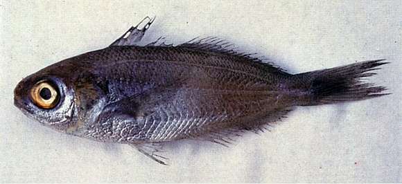 Image of Cubiceps