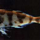 Image of Man-of-war Fish