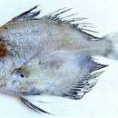 Image of Freckled Driftfish