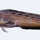 Image of Castelnau&#39;s jawfish