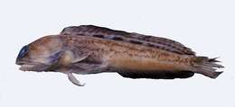Image of Castelnau&#39;s jawfish