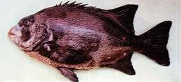 Image of Beakfish
