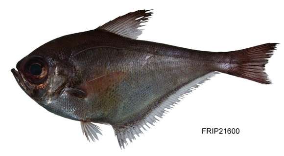 Image of Pempheris
