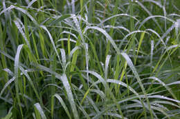 Imagem de Panicum virgatum L.